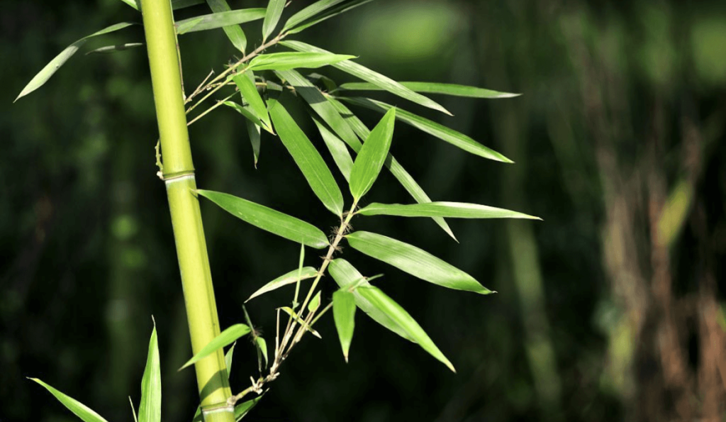 Bamboo