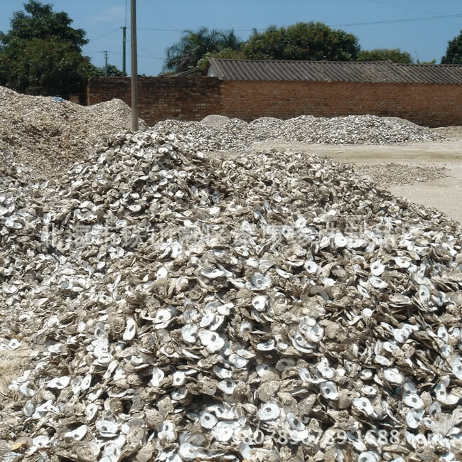 Oyster shells